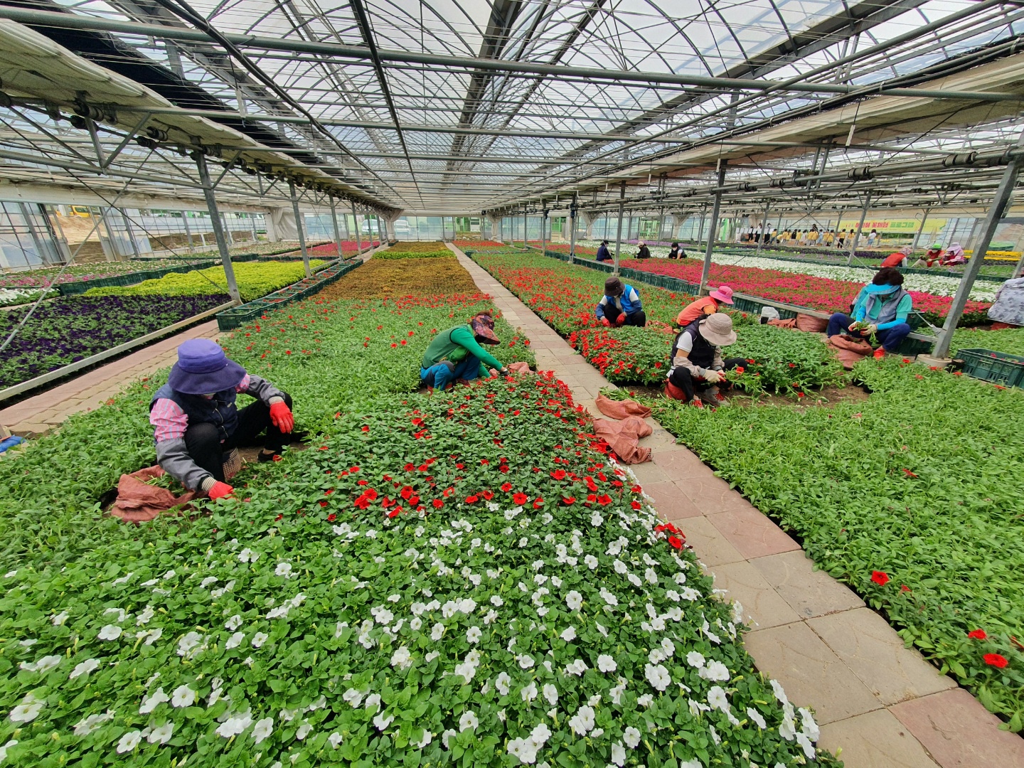 안산시, 새 봄 맞이 사계절 꽃길거리 조성… 도심 곳곳 75만 본 식재