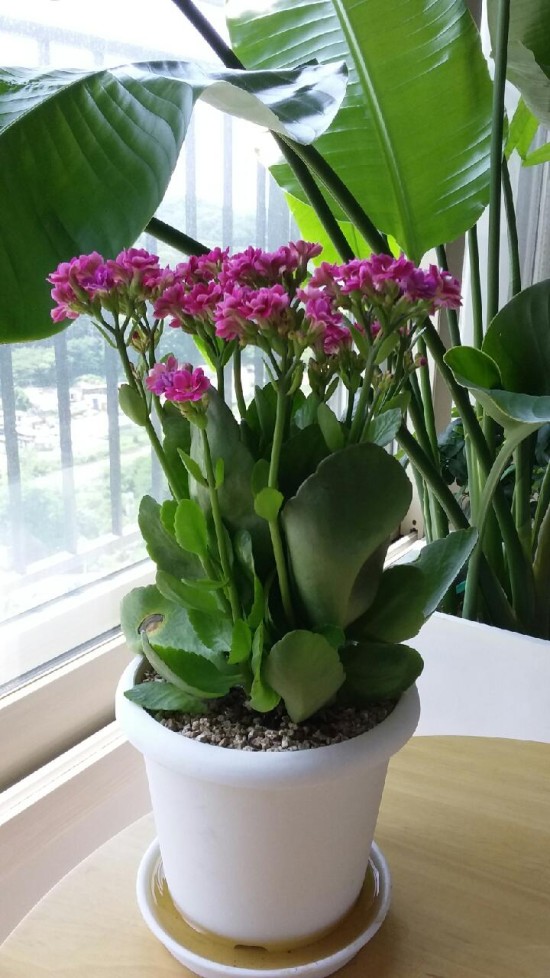 안산시 단원보건소, 비대면 원예 재활 프로그램‘우리 집 정원일기’성료