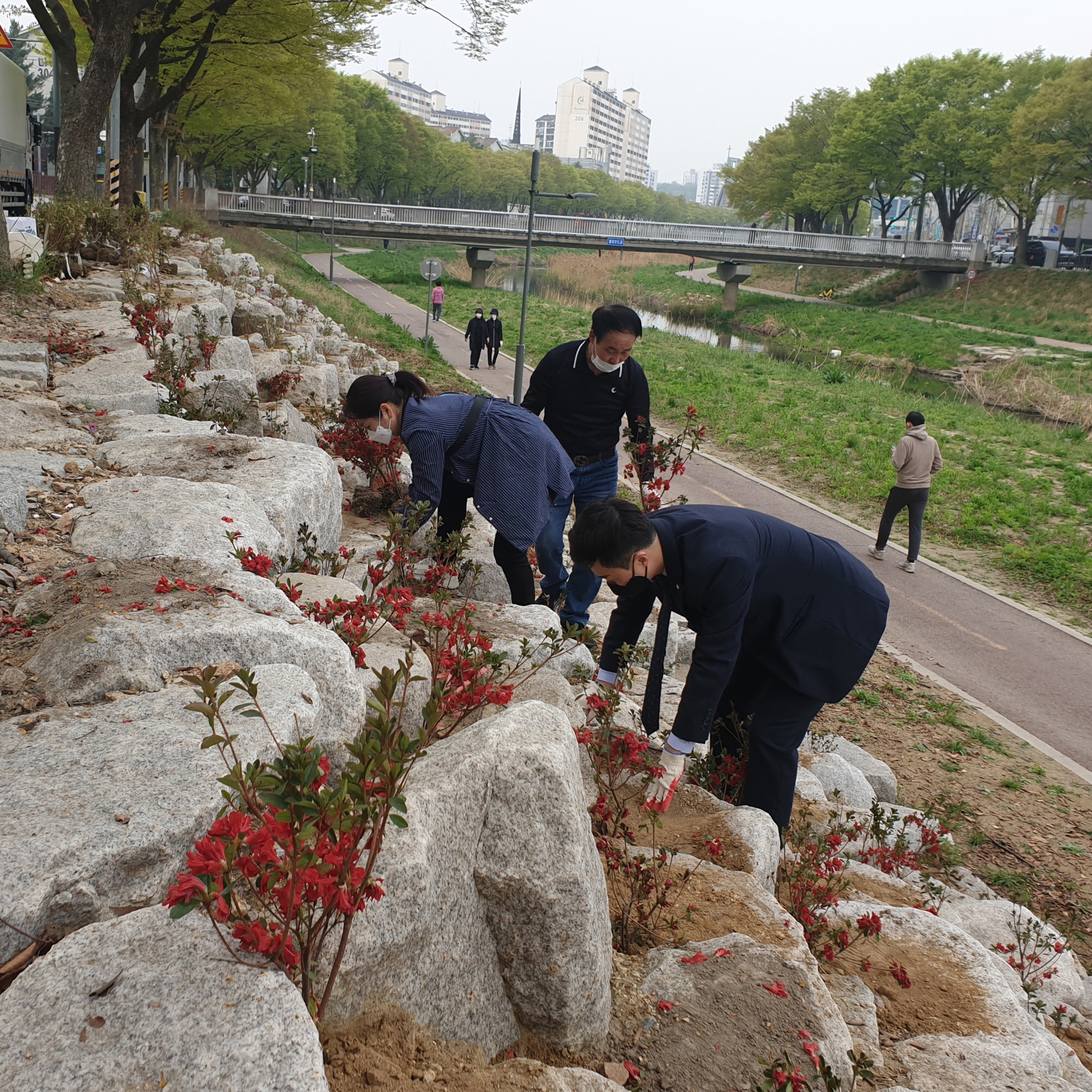 안산시 월피동, 안산천에 알록달록 철쭉 식재