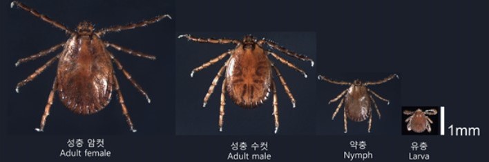 봄철 야외 활동 안전하게… 안산시“참진드기 조심하세요”