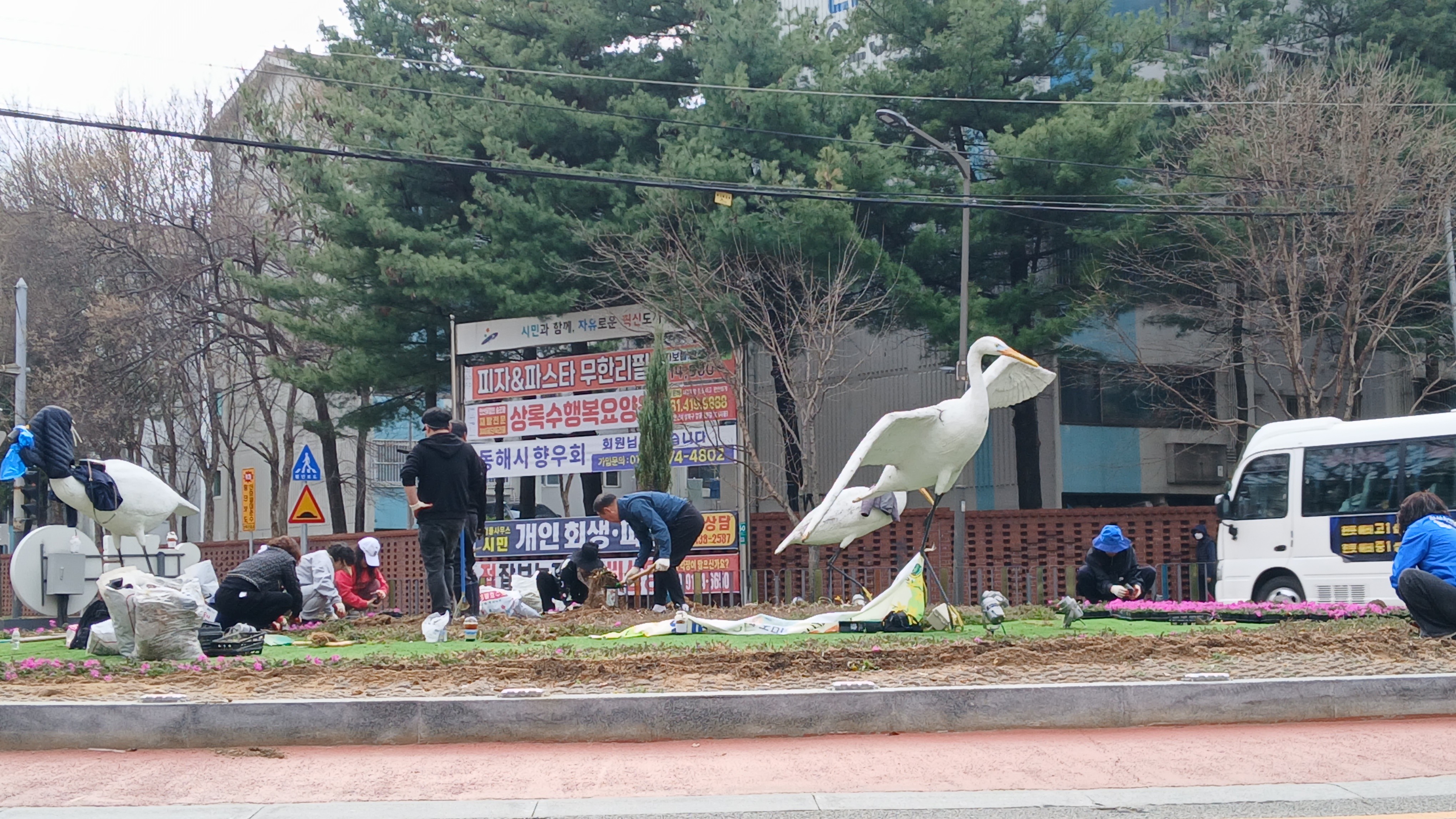 안산시 월피동 주민자치회, 봄맞이 월피 회전교차로 초화류 식재