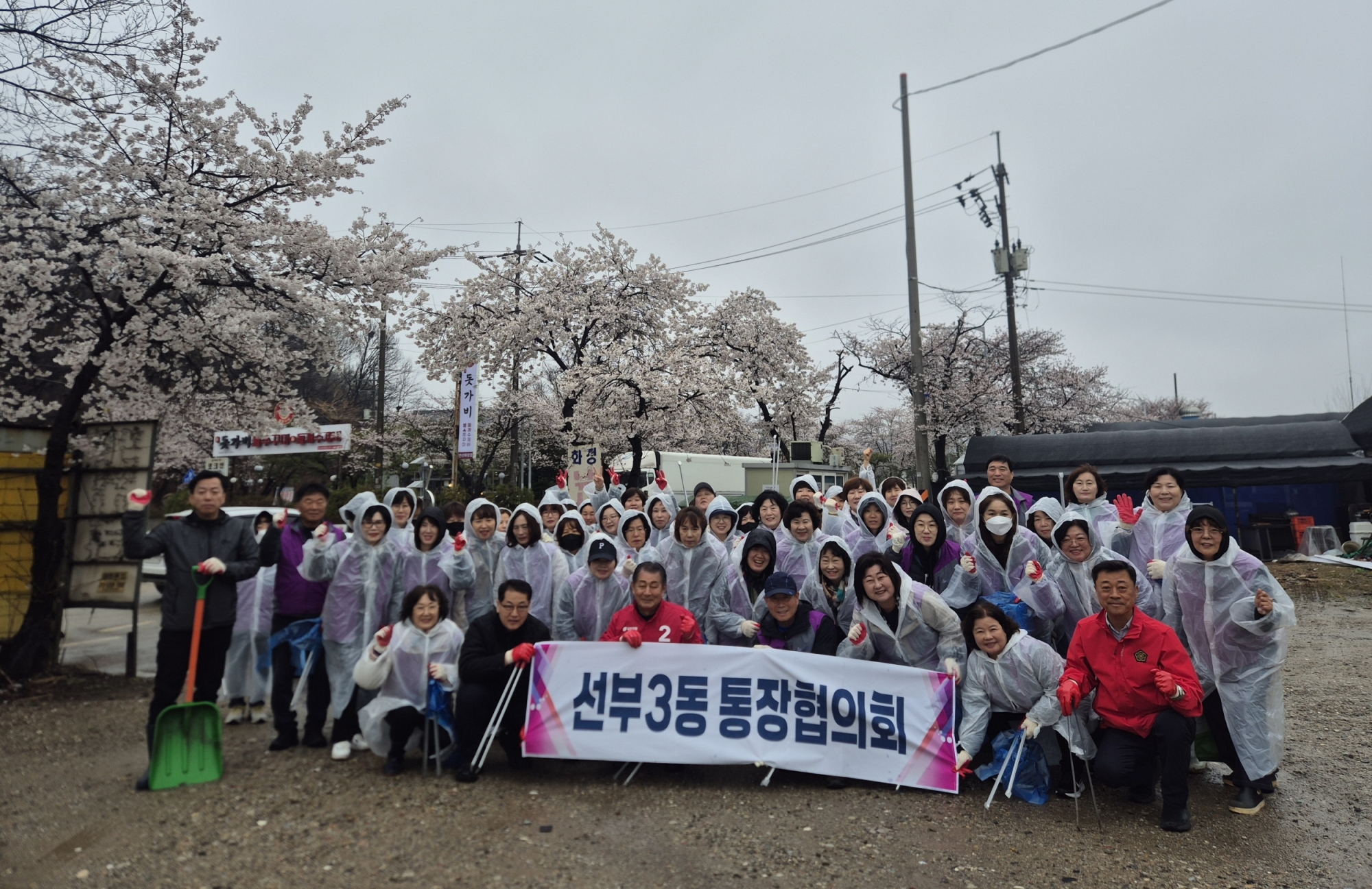 안산시 선부3동 통장협의회, 화정동 환경정화로 화사한 벚꽃길 조성