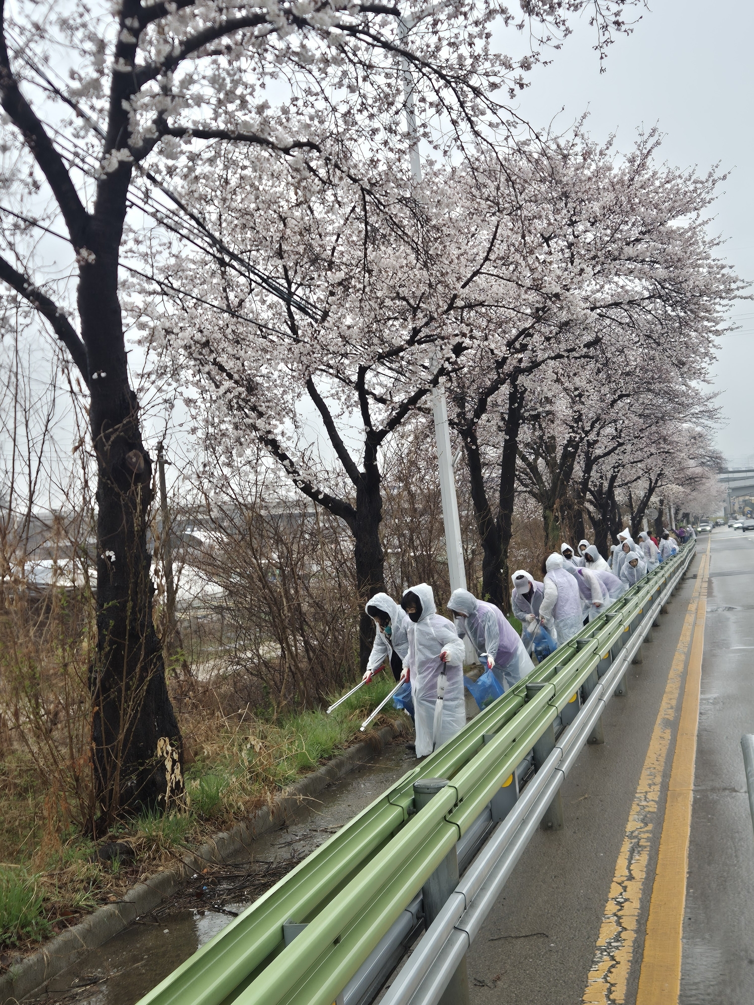 안산시 선부3동 통장협의회, 화정동 환경정화로 화사한 벚꽃길 조성