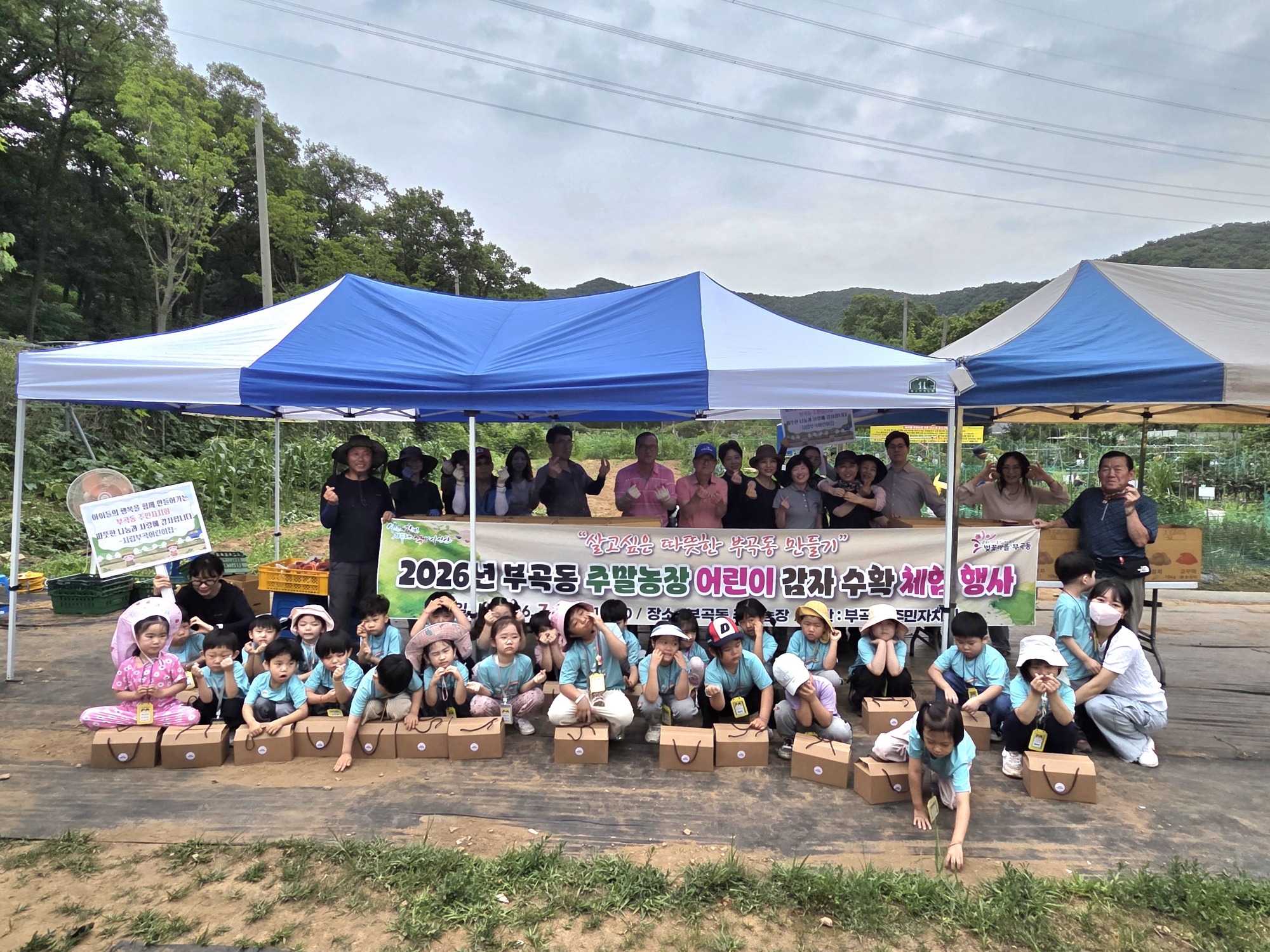 안산시 부곡동 주민자치회, 주말농장 어린이 감자수확 체험 행사