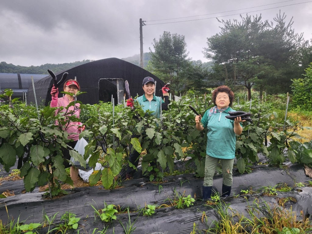안산시 와동 새마을회, 직접 키운 제철 농작물로 따뜻한 나눔 실천