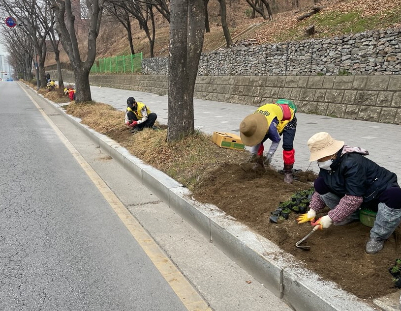 안산시 고잔동, 봄맞이 도심 속 꽃잔디 식재