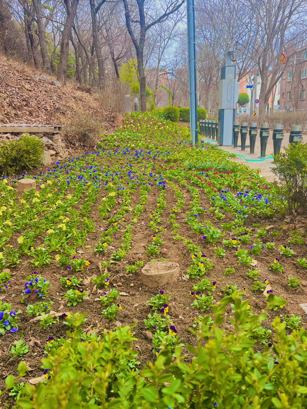 안산시 고잔동, 싱그러운 꽃과 함께 본격적인 봄맞이