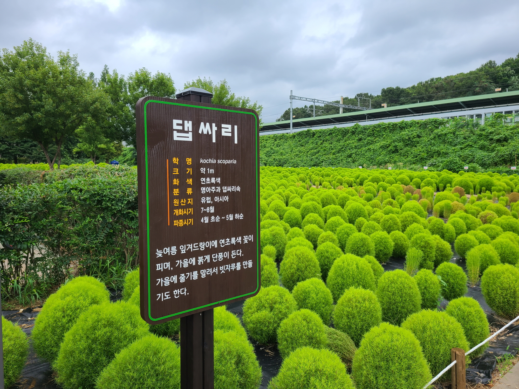 안산시 상록구, 한대앞역 푸른 댑싸리 쉼터 조성