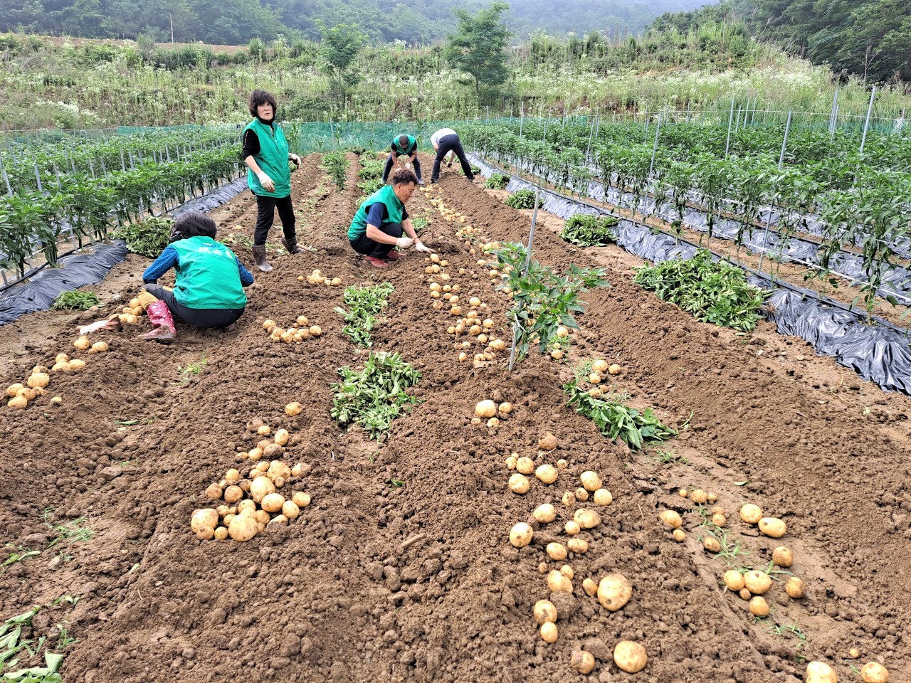 안산시 일동 새마을회, 사랑 나눔 감자 19박스 수확
