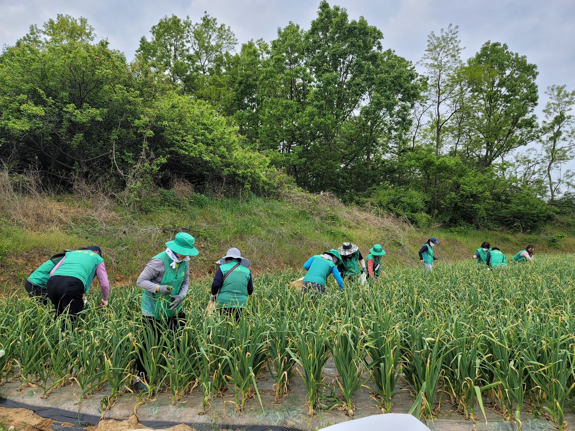 안산시새마을회, 충남 서산 마늘 농가에서 일손 돕기 봉사