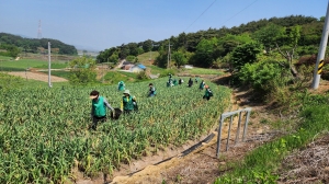안산시새마을회, 충남 서산 마늘 농가에서 일손 돕기 봉사
