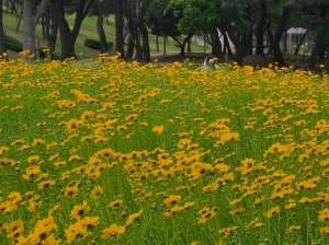 안산시 사이동, “향기로운 5월, 우리 꽃길만 걸어요”