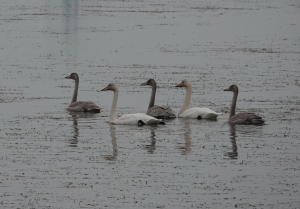 안산 시화호에 혹고니 등 멸종위기 야생생물 10종 도래 