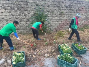 안산시 안산동 새마을회, 추석맞이 가을꽃 식재
