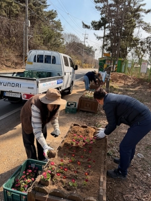 안산시 대부동, 따뜻한 봄 맞아 봄꽃 식재