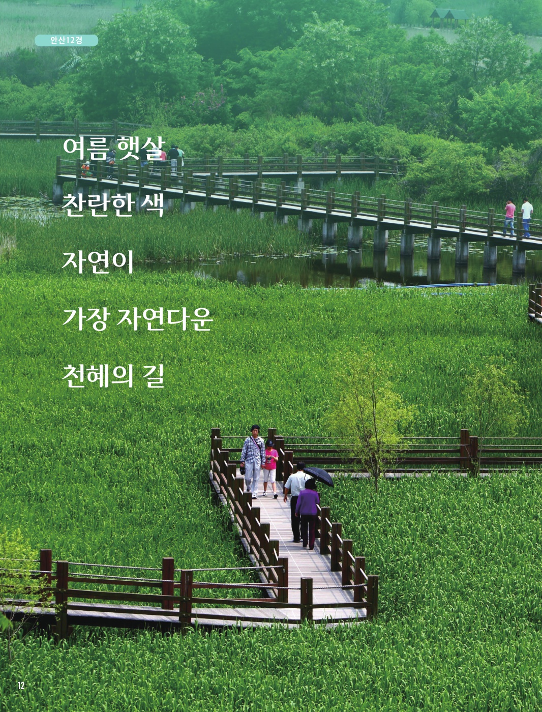 안산7경 '안산갈대습지'