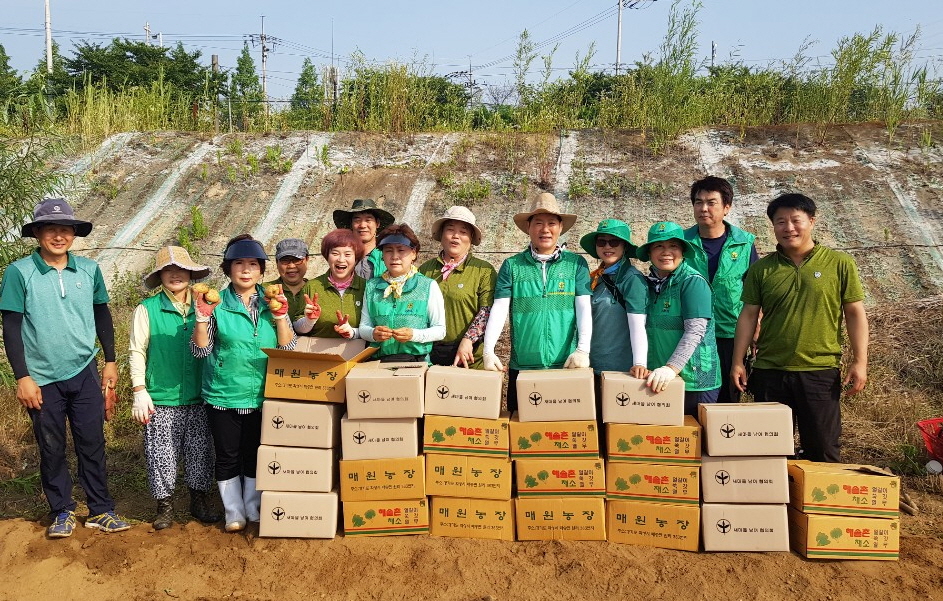 와동 새마을회, 경로당 및 독거노인 감자 나눔