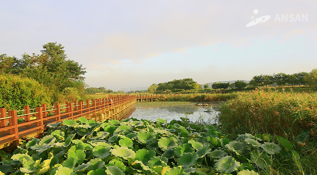 Ansan reed &amp;amp;amp;amp;amp;amp;amp;amp;amp;amp;amp;amp;amp;amp;amp;amp;amp;amp;amp;amp;amp;amp;amp;amp; wetland park