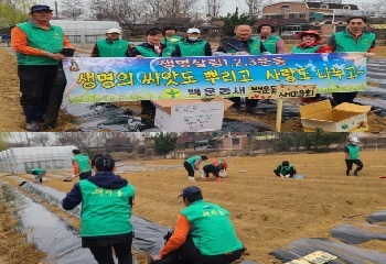 백운동 새마을회, 사랑나눔 씨감자 파종 사진