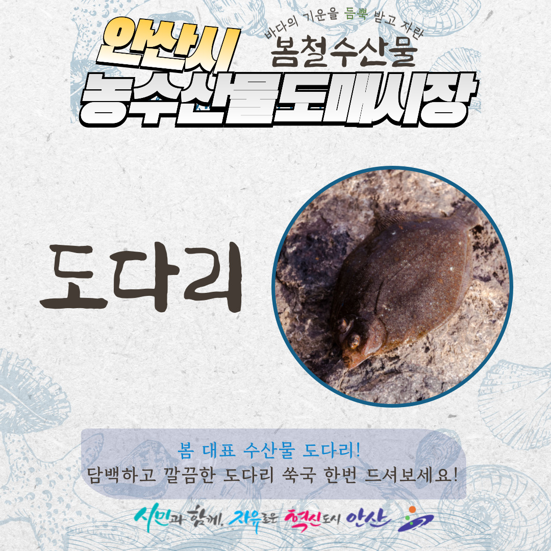 봄철 수산물 - 도다리 사진