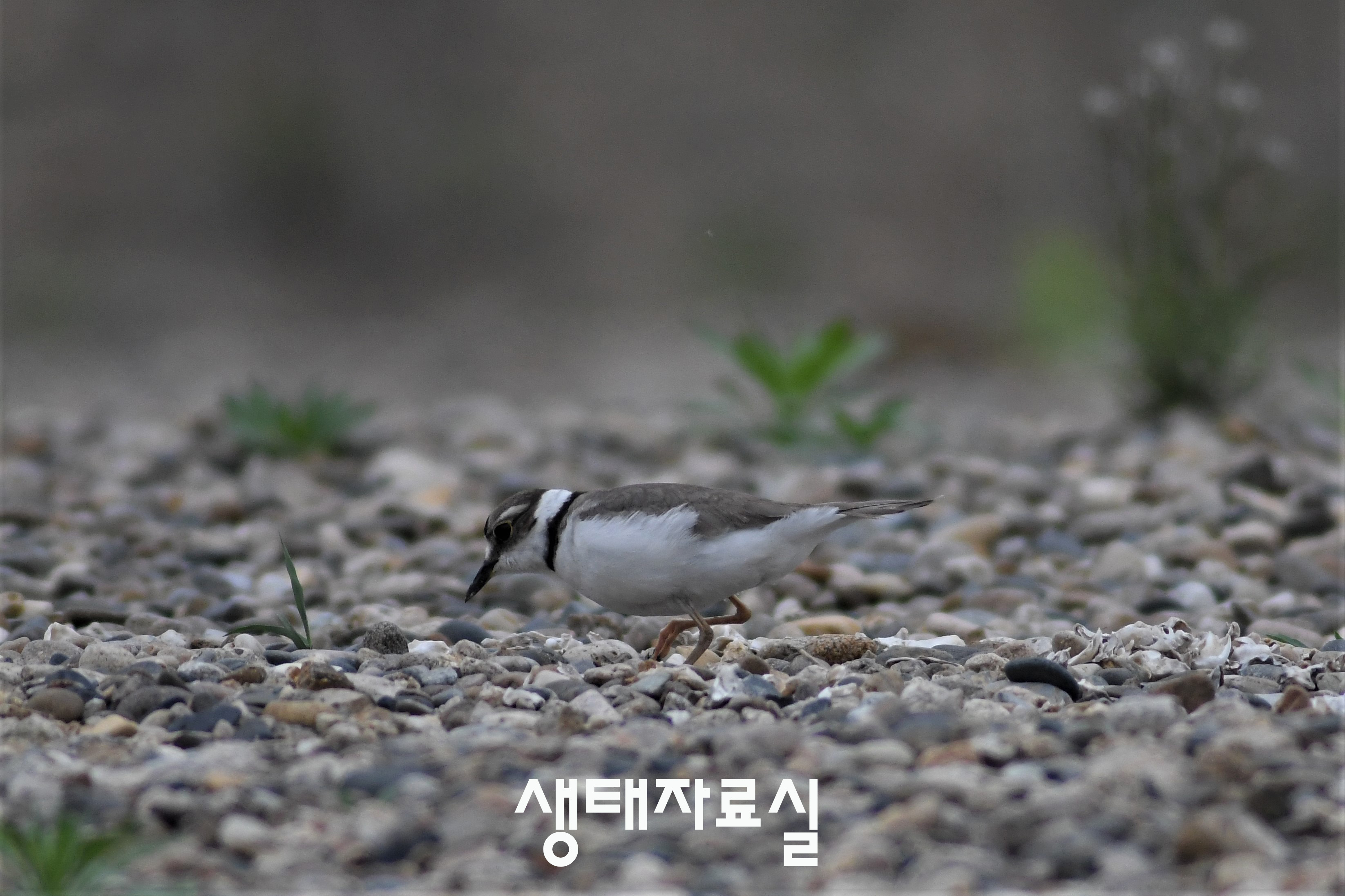 흰목물떼새 썸네일 이미지