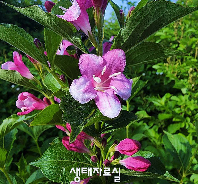 분홍병꽃나무Ⅱ  사진