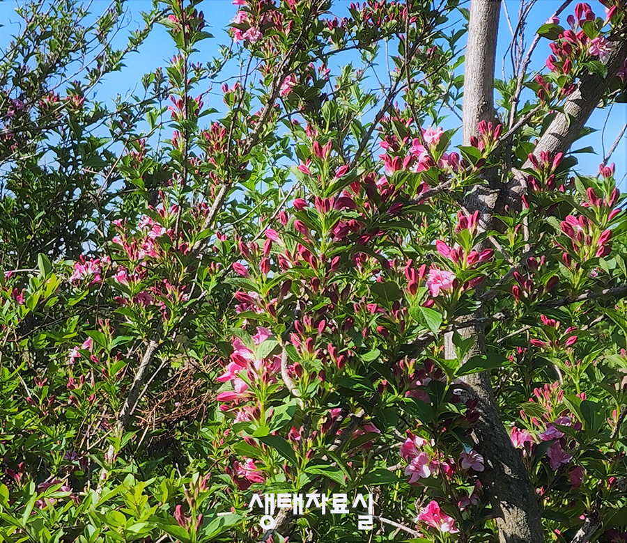 붉은병꽃나무 Ⅲ  사진