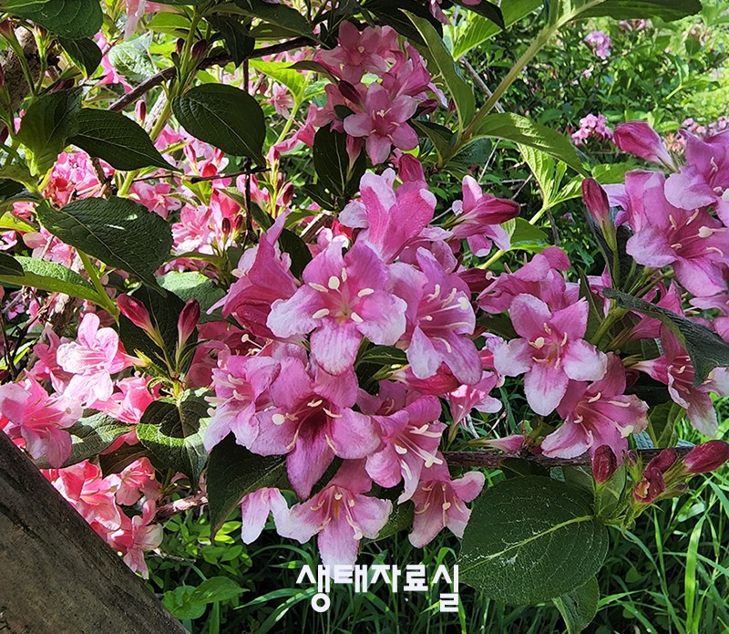 분홍병꽃나무 Ⅰ 사진