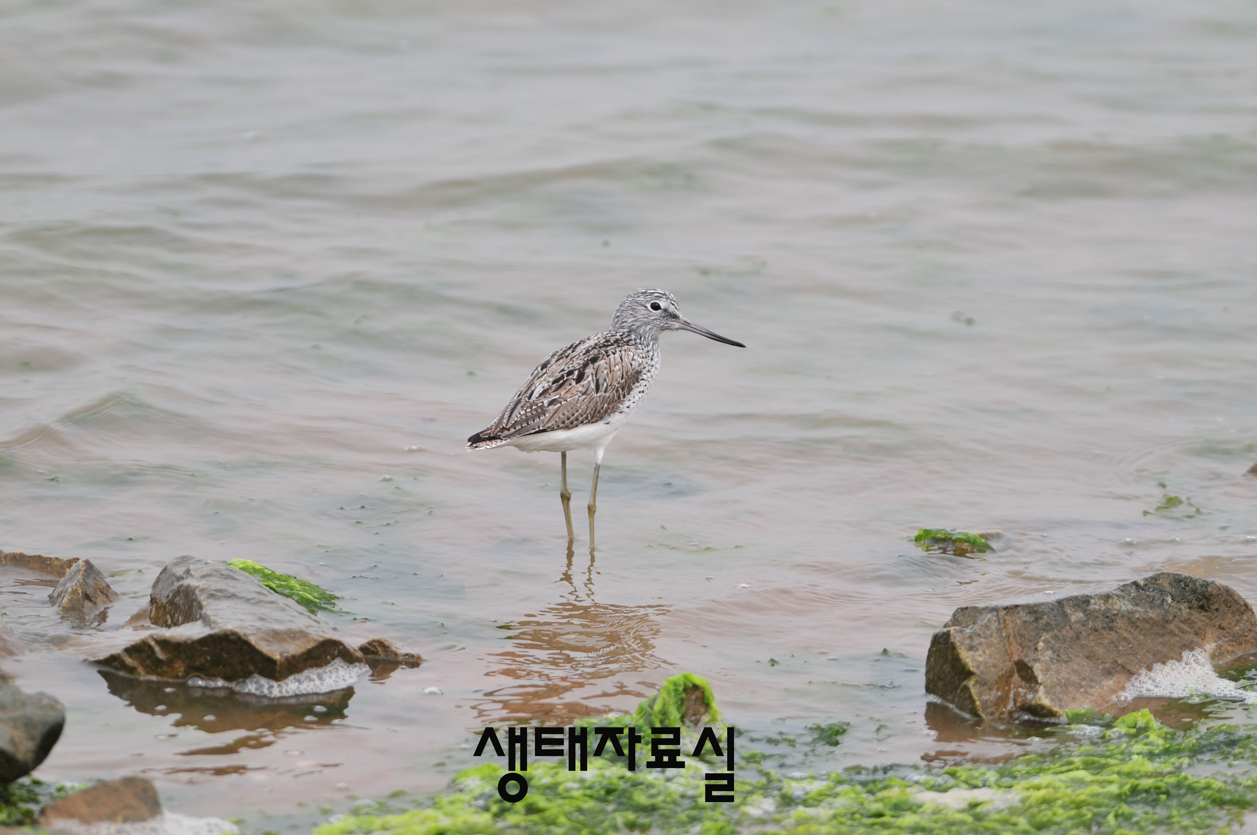 청다리도요사촌Ⅱ  사진