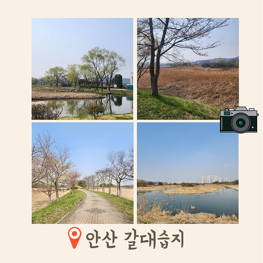 안산 갈대습지 