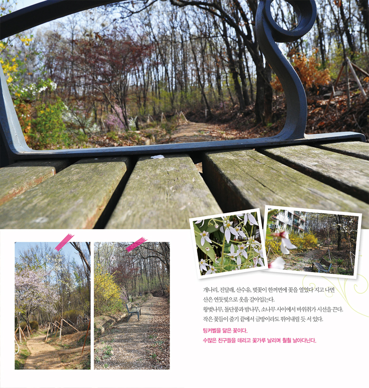 개나리, 진달래, 산수유, 벛꽃이 한꺼번에 꽃을 열었다 지고 나면 산은 연둣빛으로 옷을 갈아입는다. 왕벚나무, 돌단풍과 밤나무, 소나무 사이에서 바위취가 시선을 끈다. 작은 꽃들이 끝에서 금방이라도 뛰어내릴 듯 서 있다. 팅커벨을 닮은 꽃이다. 수많은 친구들을 데리고 꽃가루 날리며 훨훨 날아다닌다.