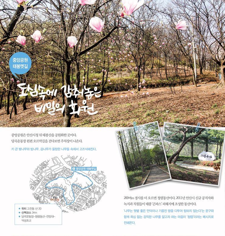 도심속에 감춰놓은 비밀의 화원 - 중앙공원은 안산시청 뒤 태봉산을 공원화한 곳이다. 당곡운동장 왼편 오르막길을 걷다보면 주차장이 나온다. 키 큰 벚나무와 밤나무, 감나무가 울창한 나무들 속에서 고즈넉해진다.  200여 경사를 더 오르면 청렴동산이다. 2011년 안산시 신규 공직자와 녹지과 직원들이 태풍 '곤파스' 피해지에 조성한 동산이다. '나무는 햇볕 좋은 언덕이나 기름진 땅을 다투어 탐하지 않는다'는 문구와 함께 욕심 없는 강직한 나무를 닮고자 하는 마음이 '청렴'이라는 메시지로 전해온다.