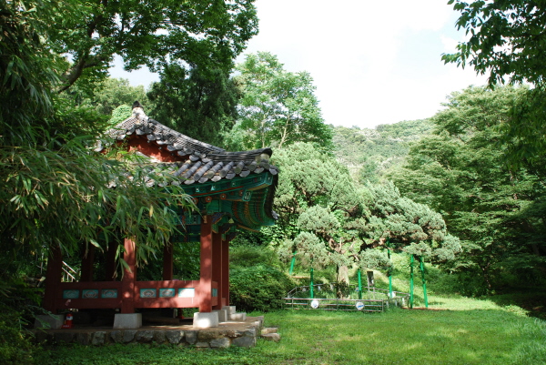 고송정과 보호수(향나무) 사진